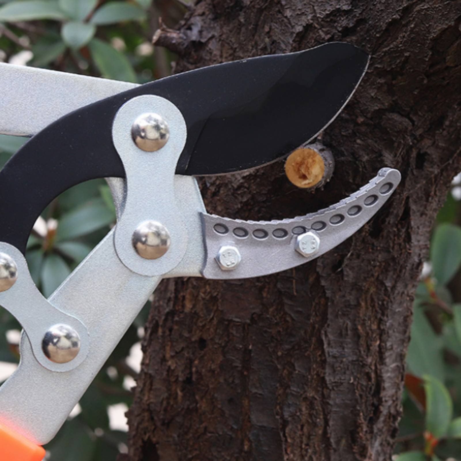 텔레스코픽 가지치기 가위 날카로운 칼날 튼튼한 트리 프 - Pruning Shears 리뷰 및 가격